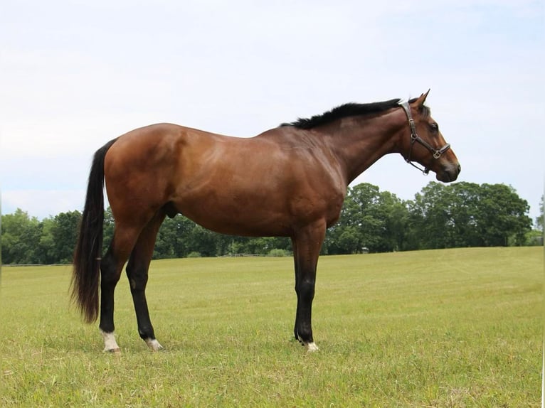 American Quarter Horse Gelding 14 years 17,2 hh Bay in Highland Mi