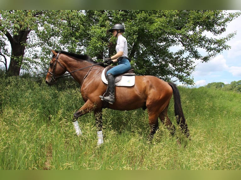 American Quarter Horse Gelding 14 years 17,2 hh Bay in Highland Mi