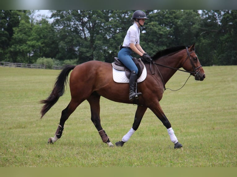 American Quarter Horse Gelding 14 years 17,2 hh Bay in Highland Mi