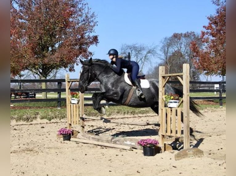 American Quarter Horse Gelding 14 years 17 hh Roan-Blue in Highland MI