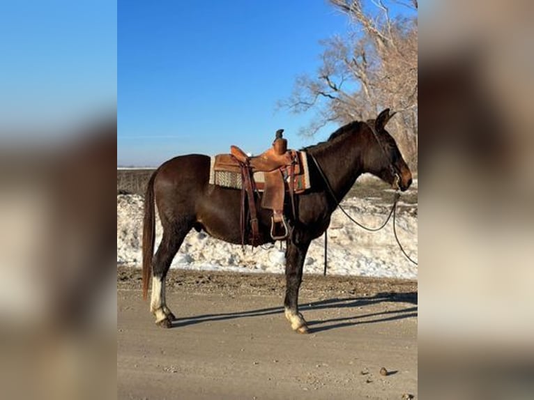 American Quarter Horse Gelding 14 years Black in Vna Horne, IA