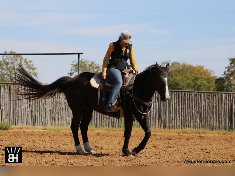 American Quarter Horse Gelding 14 years Black in Weatherford TX