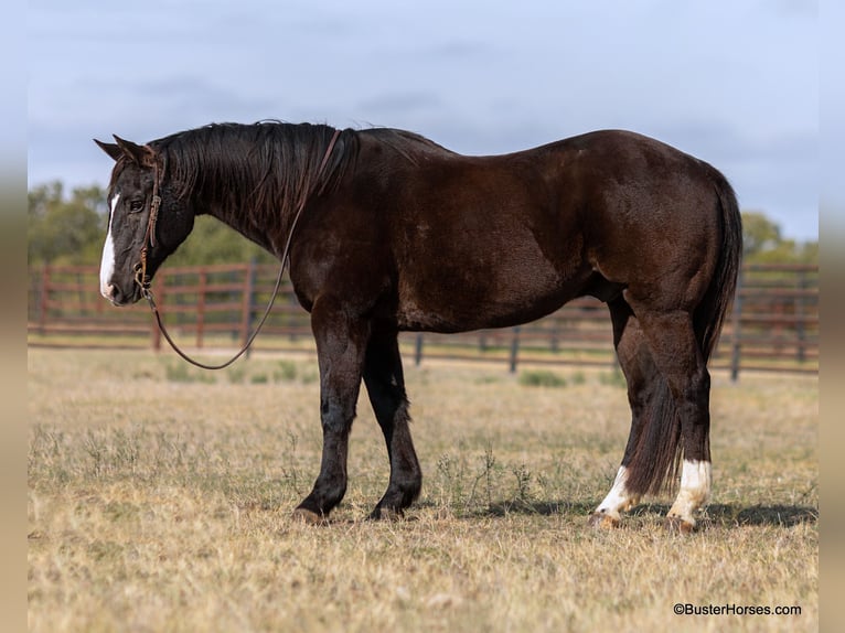 American Quarter Horse Gelding 14 years Black in Weatherford TX