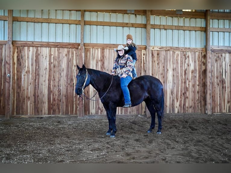 American Quarter Horse Gelding 14 years Black in Valley Springs, SD