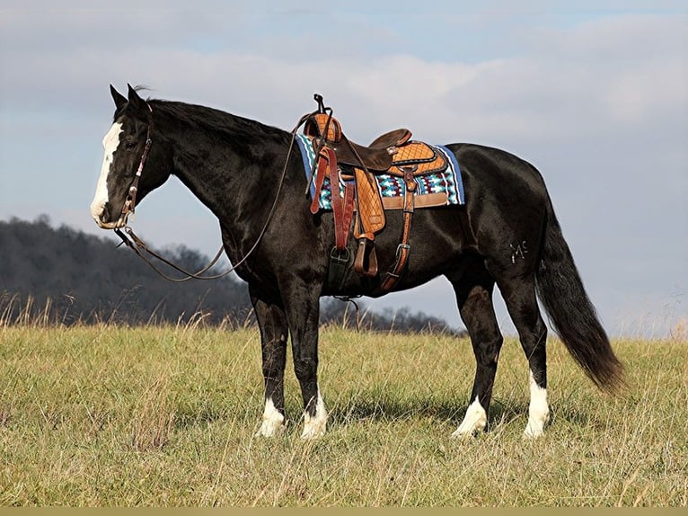 American Quarter Horse Gelding 14 years Black in Brodhead KY