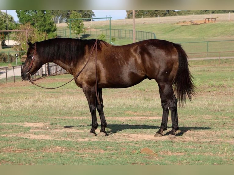 American Quarter Horse Gelding 14 years Black in Cleburne, TX