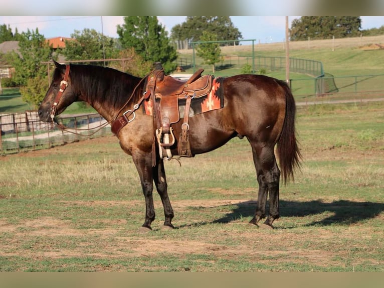 American Quarter Horse Gelding 14 years Black in Cleburne, TX