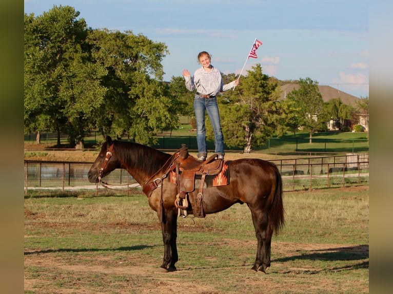 American Quarter Horse Gelding 14 years Black in Cleburne, TX