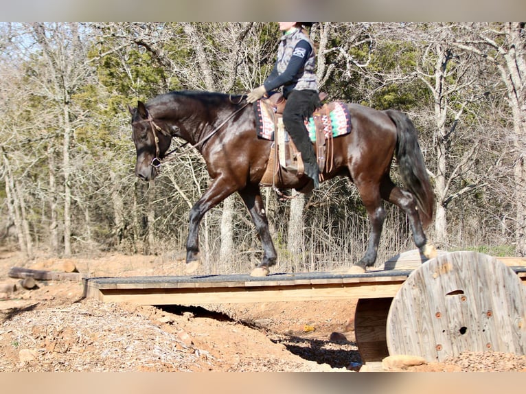 American Quarter Horse Gelding 14 years Black in Athens KY