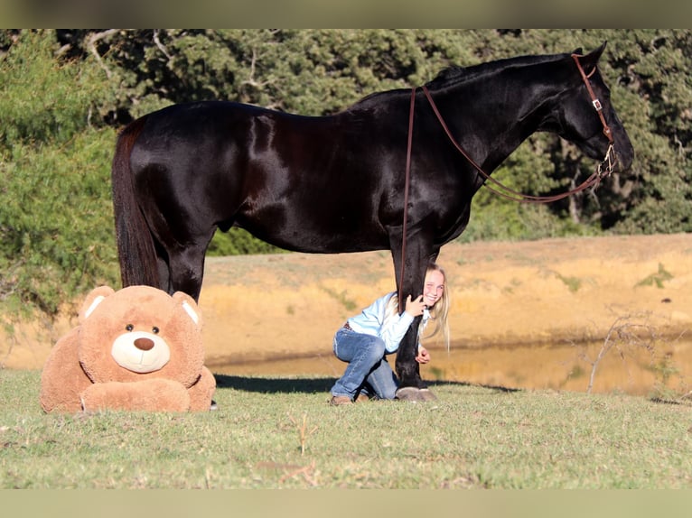 American Quarter Horse Gelding 14 years Black in Clebourne TX