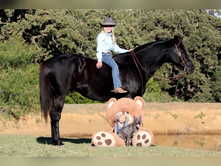 American Quarter Horse Gelding 14 years Black in Clebourne TX