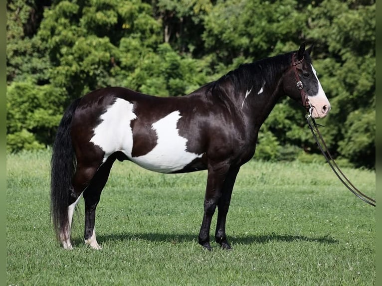 American Quarter Horse Gelding 14 years Black in Mount Vernon, KY
