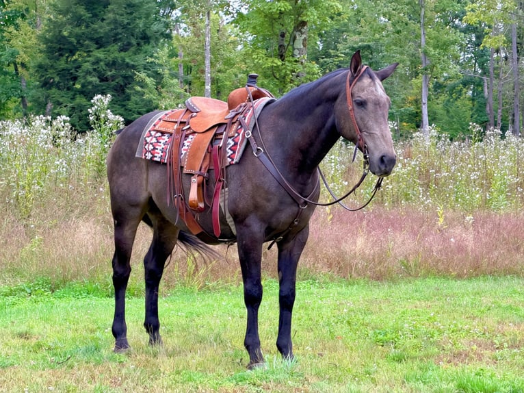 American Quarter Horse Gelding 14 years Buckskin in Cannon Falls