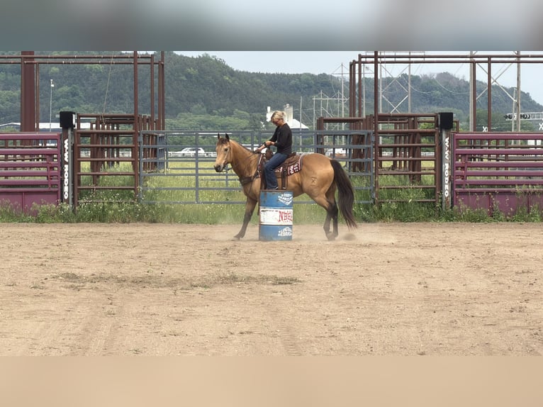 American Quarter Horse Gelding 14 years Buckskin in Cannon Falls