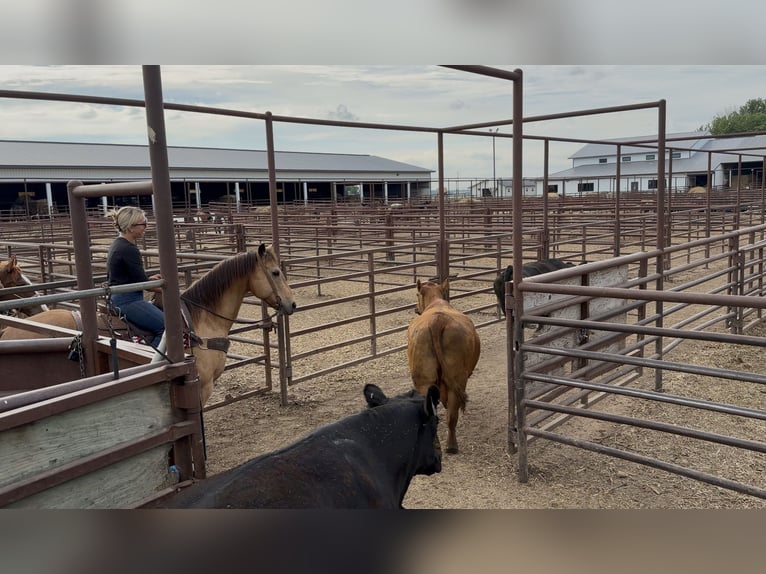 American Quarter Horse Gelding 14 years Buckskin in Cannon Falls