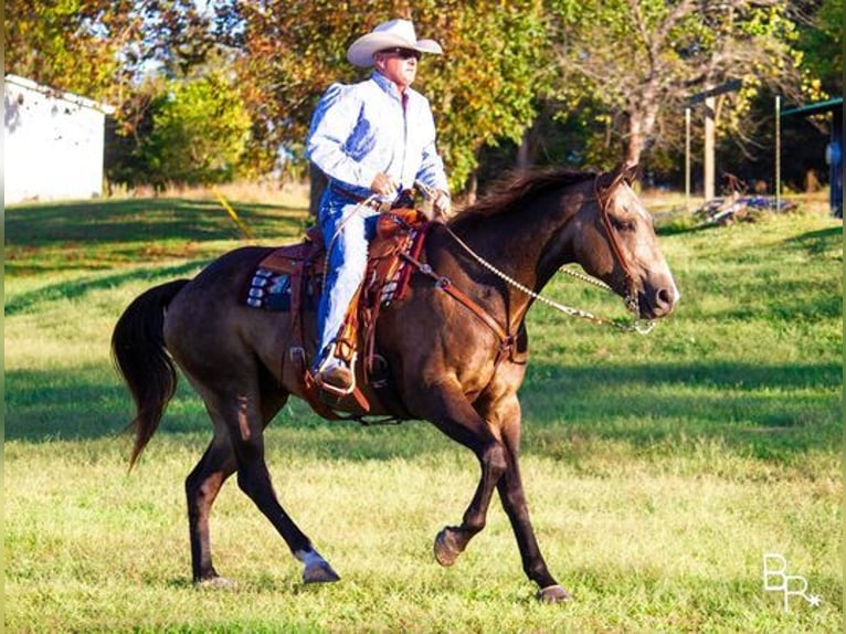 American Quarter Horse Gelding 14 years Buckskin in Mountain Grove, MO