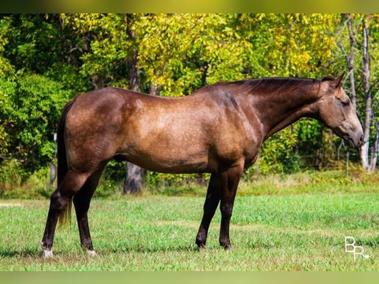 American Quarter Horse Gelding 14 years Buckskin in Mountain Grove, MO