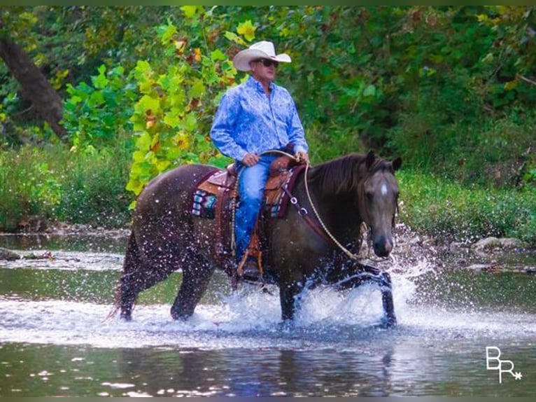 American Quarter Horse Gelding 14 years Buckskin in Mountain Grove, MO