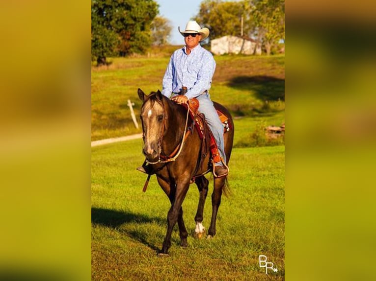 American Quarter Horse Gelding 14 years Buckskin in Mountain Grove, MO