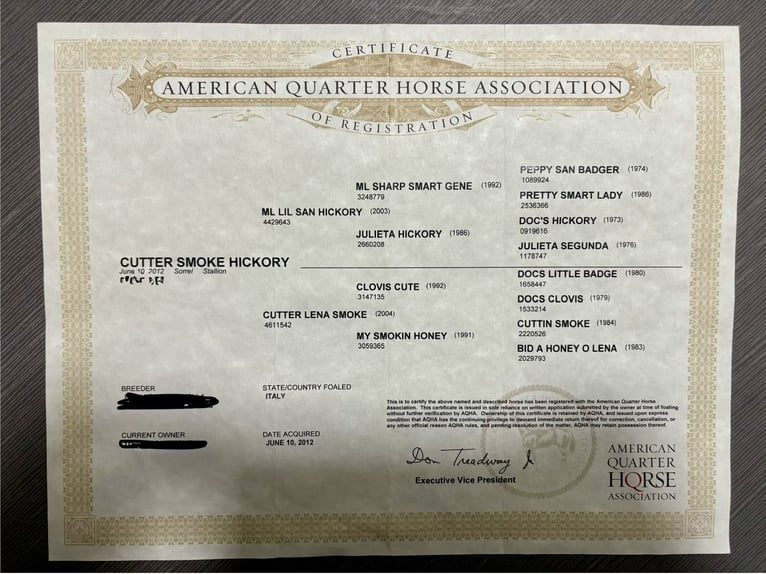 American Quarter Horse Gelding 14 years Chestnut-Red in Villanterio