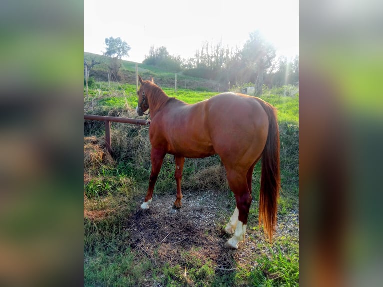 American Quarter Horse Gelding 14 years Chestnut-Red in Villanterio