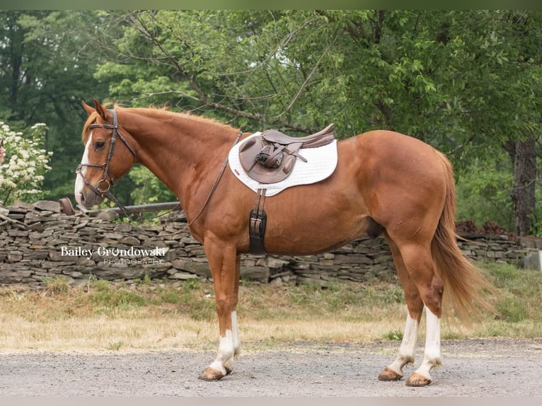 American Quarter Horse Gelding 14 years Chestnut in Everett PA