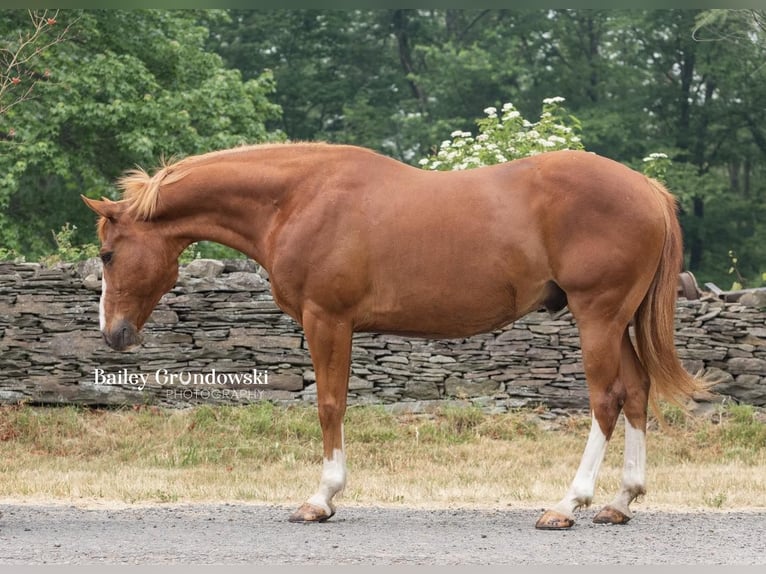 American Quarter Horse Gelding 14 years Chestnut in Everett PA