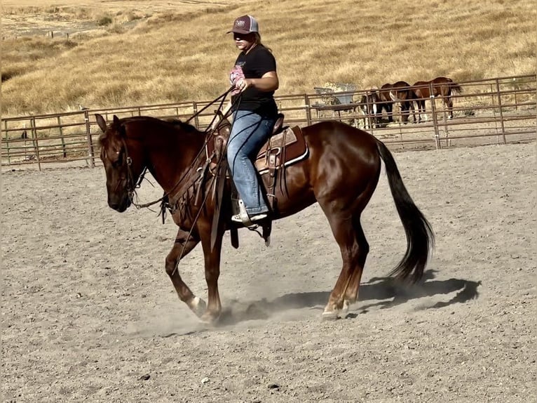 American Quarter Horse Gelding 14 years Chestnut in King City, CA