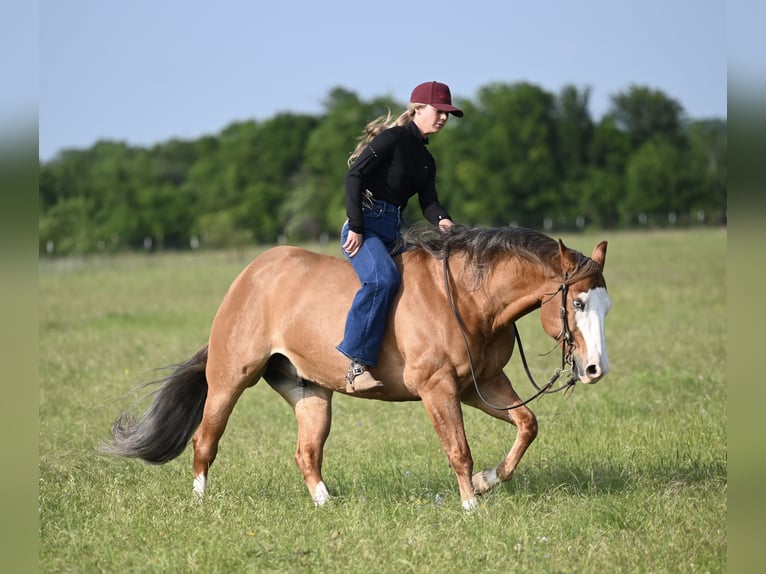 American Quarter Horse Gelding 14 years Dun in Mount Vernon