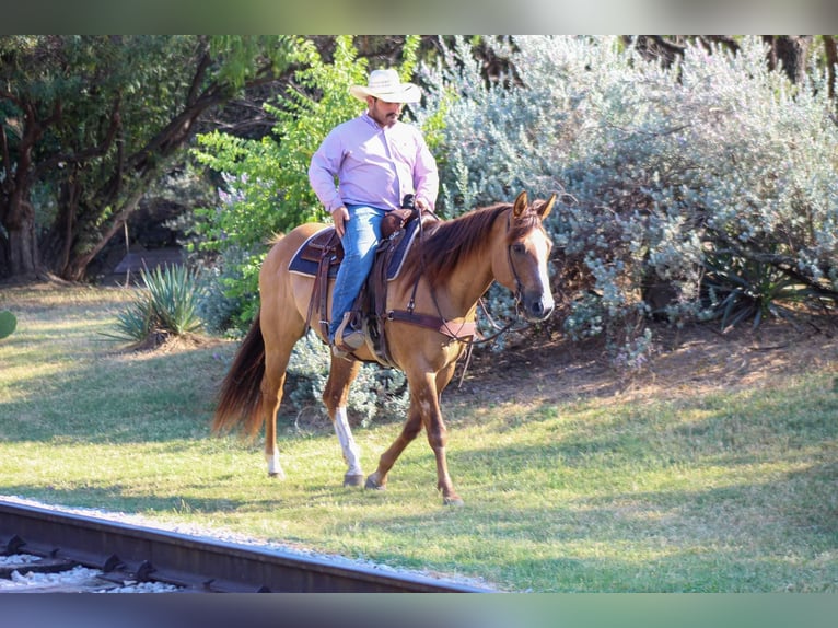 American Quarter Horse Gelding 14 years Dun in Stephenville TX