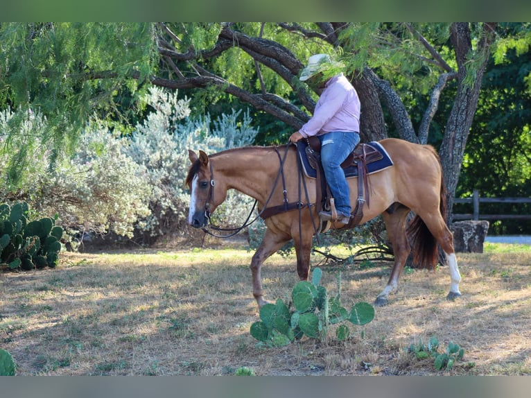 American Quarter Horse Gelding 14 years Dun in Stephenville TX