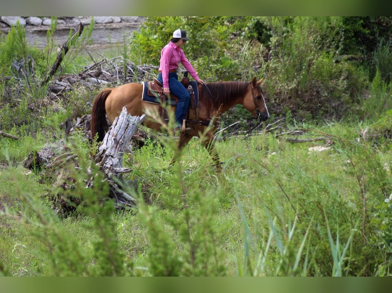 American Quarter Horse Gelding 14 years Dun in Stephenville TX