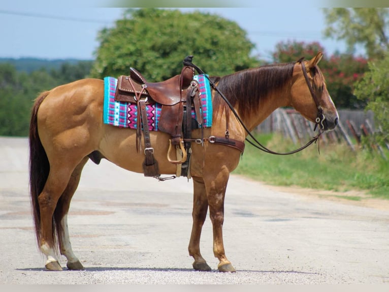 American Quarter Horse Gelding 14 years Dun in Stephenville TX