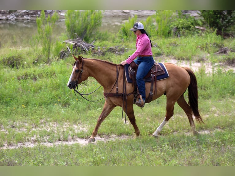 American Quarter Horse Gelding 14 years Dun in Stephenville TX