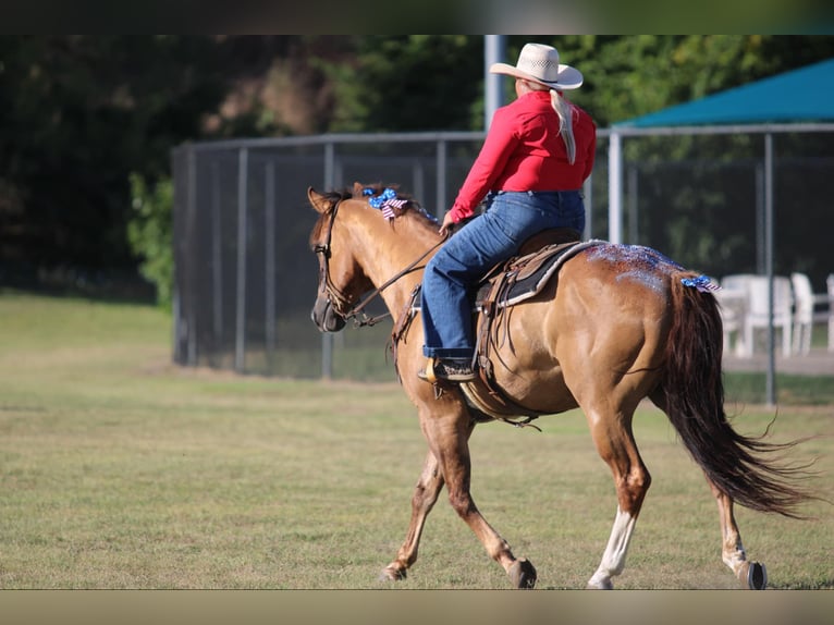 American Quarter Horse Gelding 14 years Dun in Stephenville TX