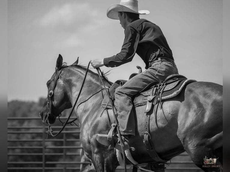 American Quarter Horse Gelding 14 years Grullo in Auburn