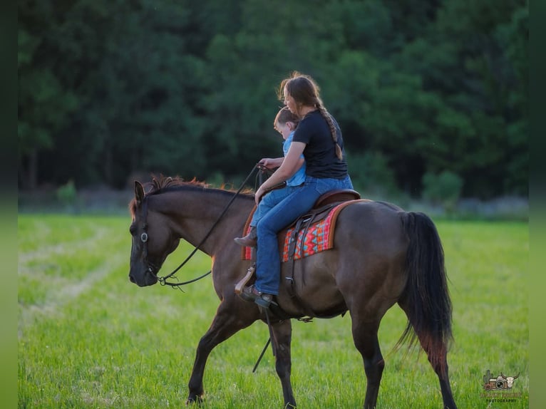 American Quarter Horse Gelding 14 years Grullo in Auburn