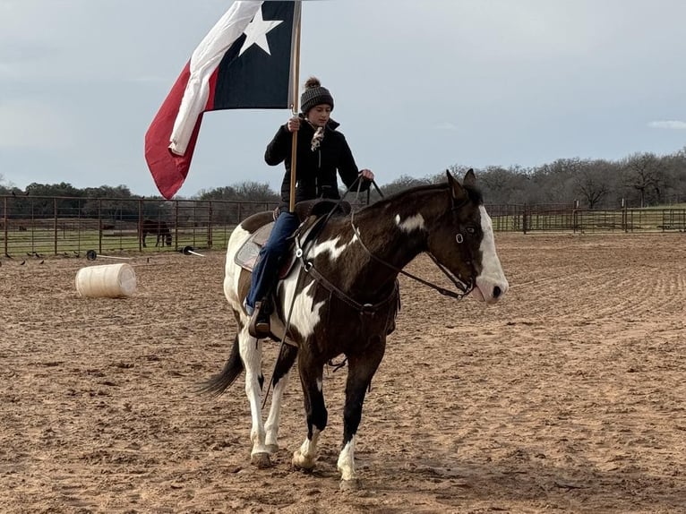 American Quarter Horse Gelding 14 years Overo-all-colors in Weatherford TX