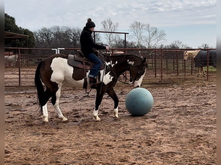 American Quarter Horse Gelding 14 years Overo-all-colors in Weatherford TX