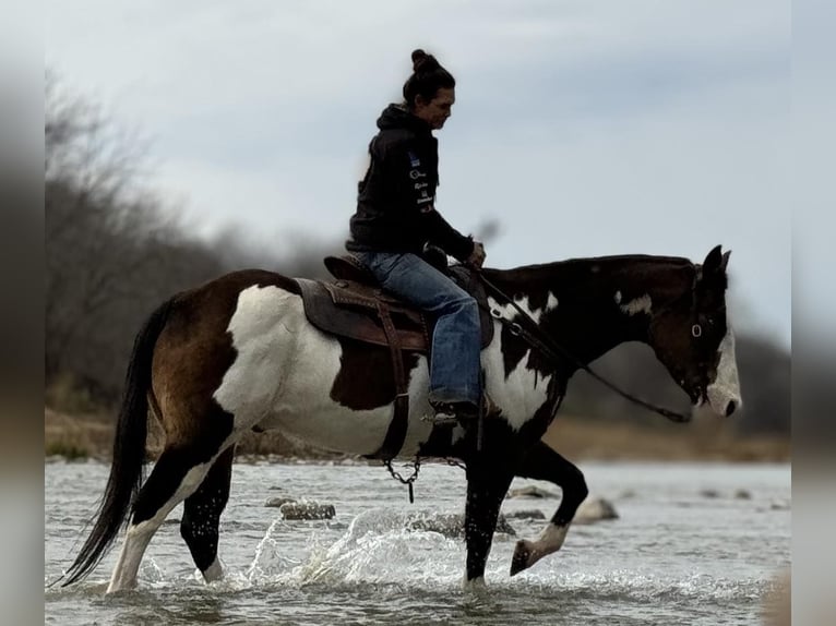 American Quarter Horse Gelding 14 years Overo-all-colors in Weatherford TX