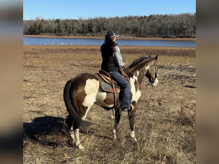 American Quarter Horse Gelding 14 years Overo-all-colors in Weatherford TX