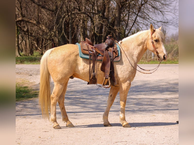 American Quarter Horse Gelding 14 years Palomino in Baxter Springs