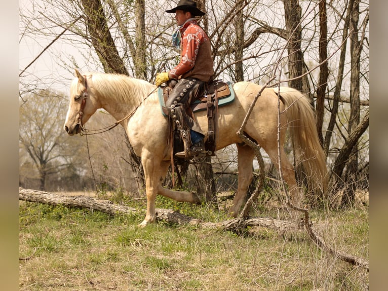 American Quarter Horse Gelding 14 years Palomino in Baxter Springs