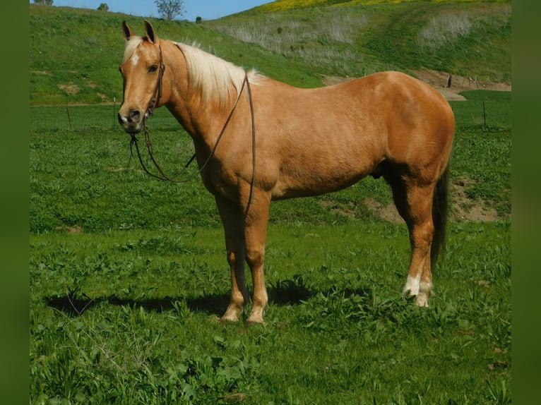 American Quarter Horse Gelding 14 years Palomino in Paicines CA