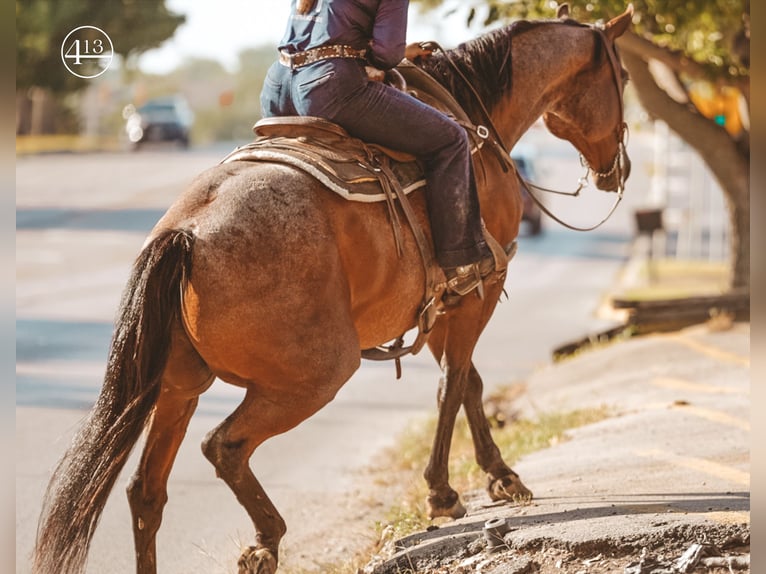 American Quarter Horse Gelding 14 years Roan-Bay in Weatherford TX