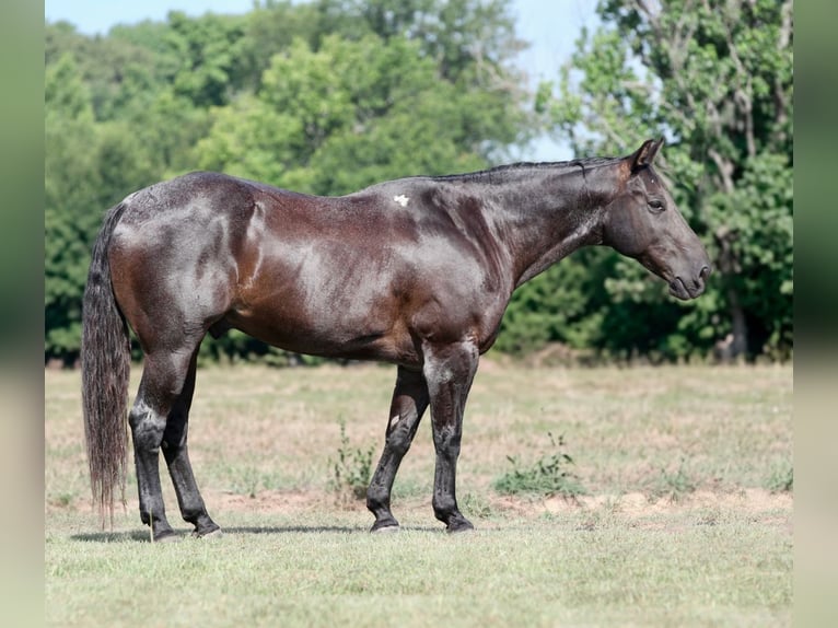American Quarter Horse Mix Gelding 14 years Roan-Blue in Athens