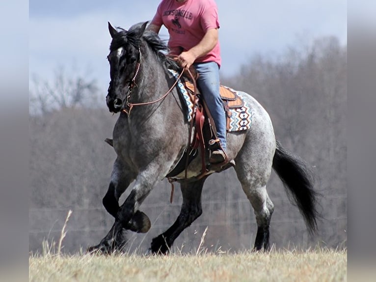 American Quarter Horse Gelding 14 years Roan-Blue in Brodhead Ky