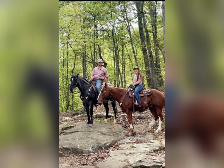 American Quarter Horse Gelding 14 years Roan-Blue in Cherryville NC