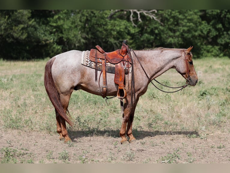 American Quarter Horse Gelding 14 years Roan-Red in Weatherford TX