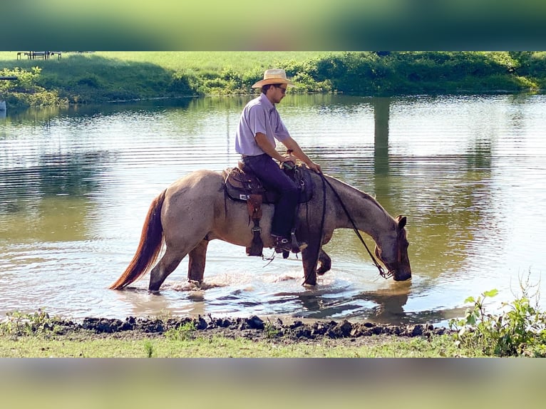 American Quarter Horse Gelding 14 years Roan-Red in Weatherford TX